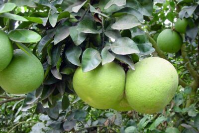 ليمون بوملي