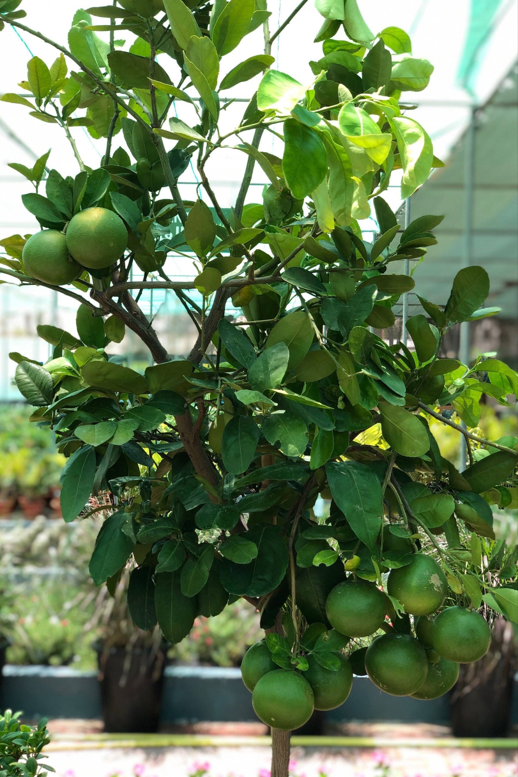 ليمون بوملي - الصورة 5