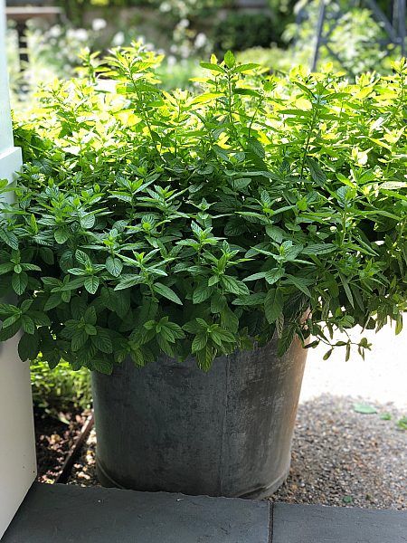 مجموعة 5 نباتات طاردة للحشرات والزواحف - الصورة 3