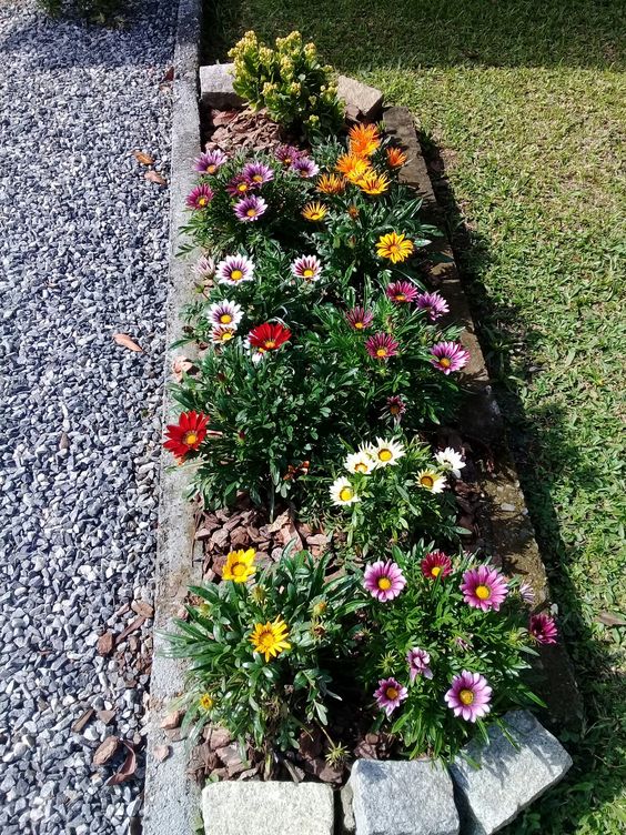 3 نبات الجازانيا للزراعة المنزلية في اصيص أو في الحديقة ألوان متعددة - الصورة 3