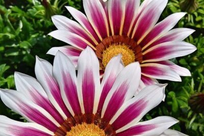 3 نبات الجازانيا للزراعة المنزلية في اصيص أو في الحديقة ألوان متعددة