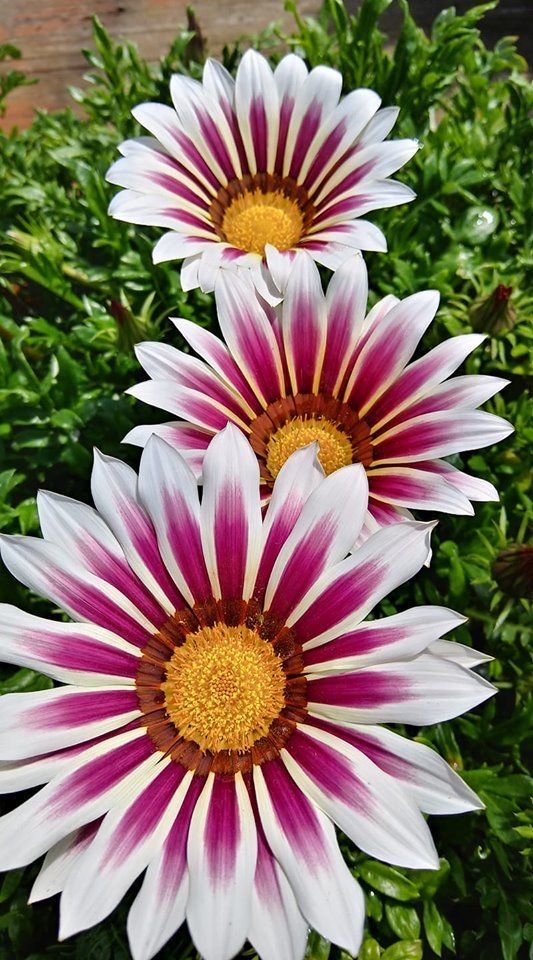 3 نبات الجازانيا للزراعة المنزلية في اصيص أو في الحديقة ألوان متعددة