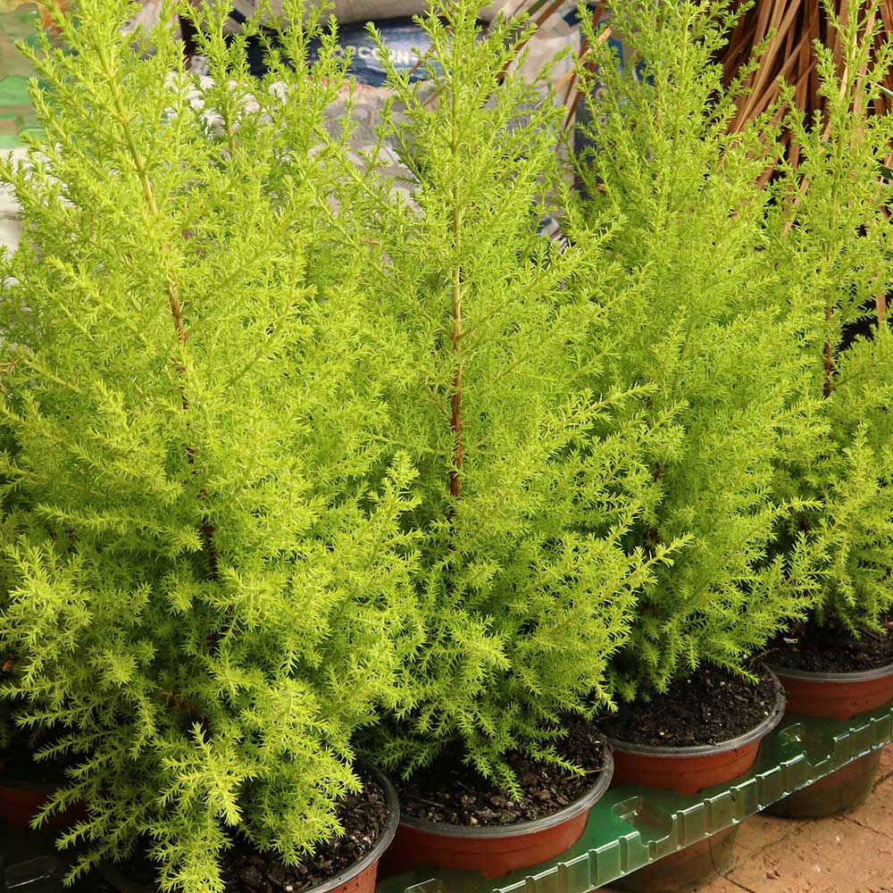 مجموعة 5 نباتات طاردة للحشرات والزواحف - الصورة 7