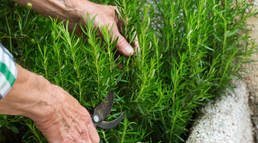مجموعة 5 نباتات طاردة للحشرات والزواحف - الصورة 4