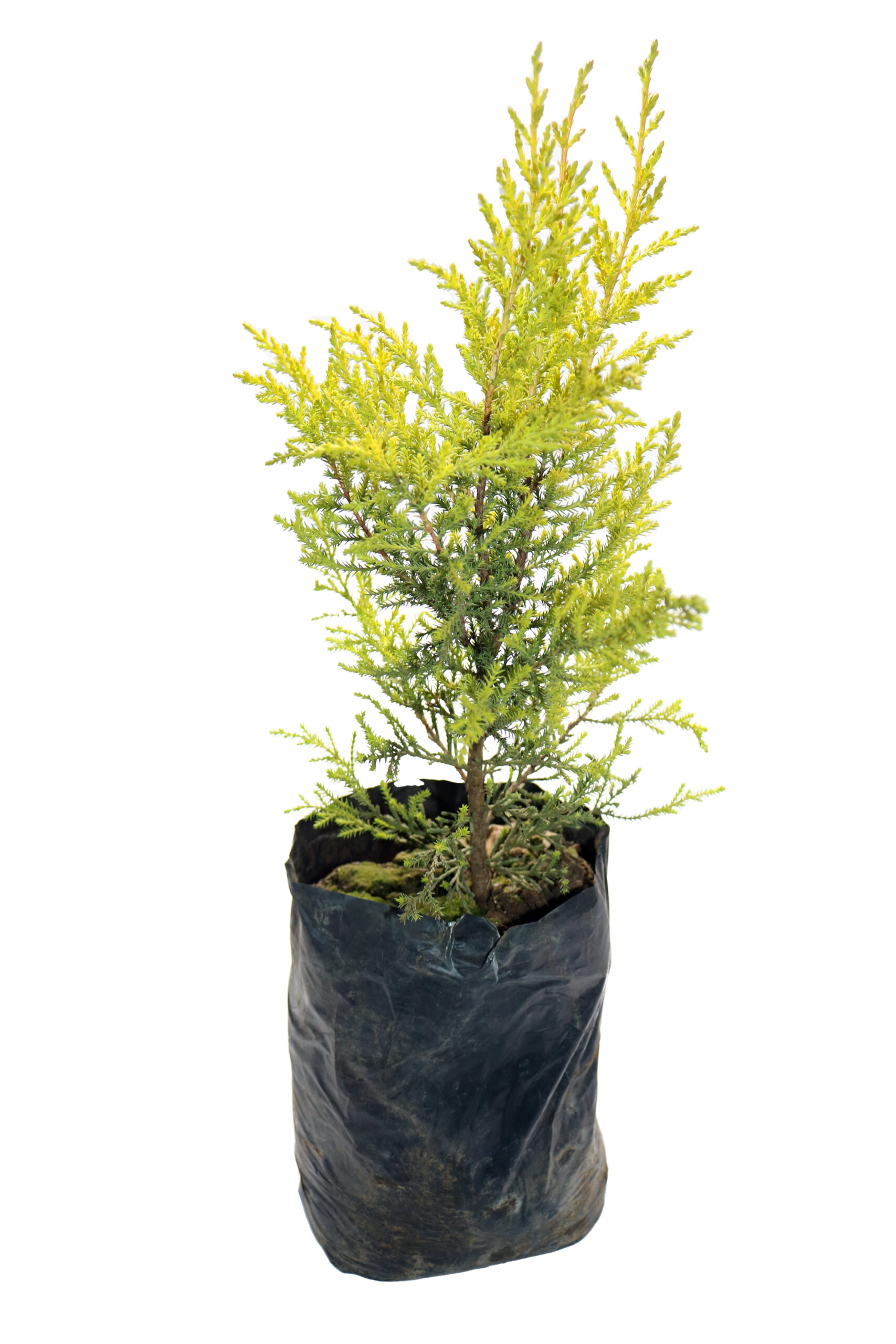 مجموعة 5 نباتات طاردة للحشرات والزواحف - الصورة 6