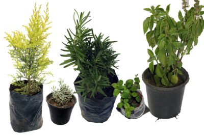 مجموعة 5 نباتات طاردة للحشرات والزواحف