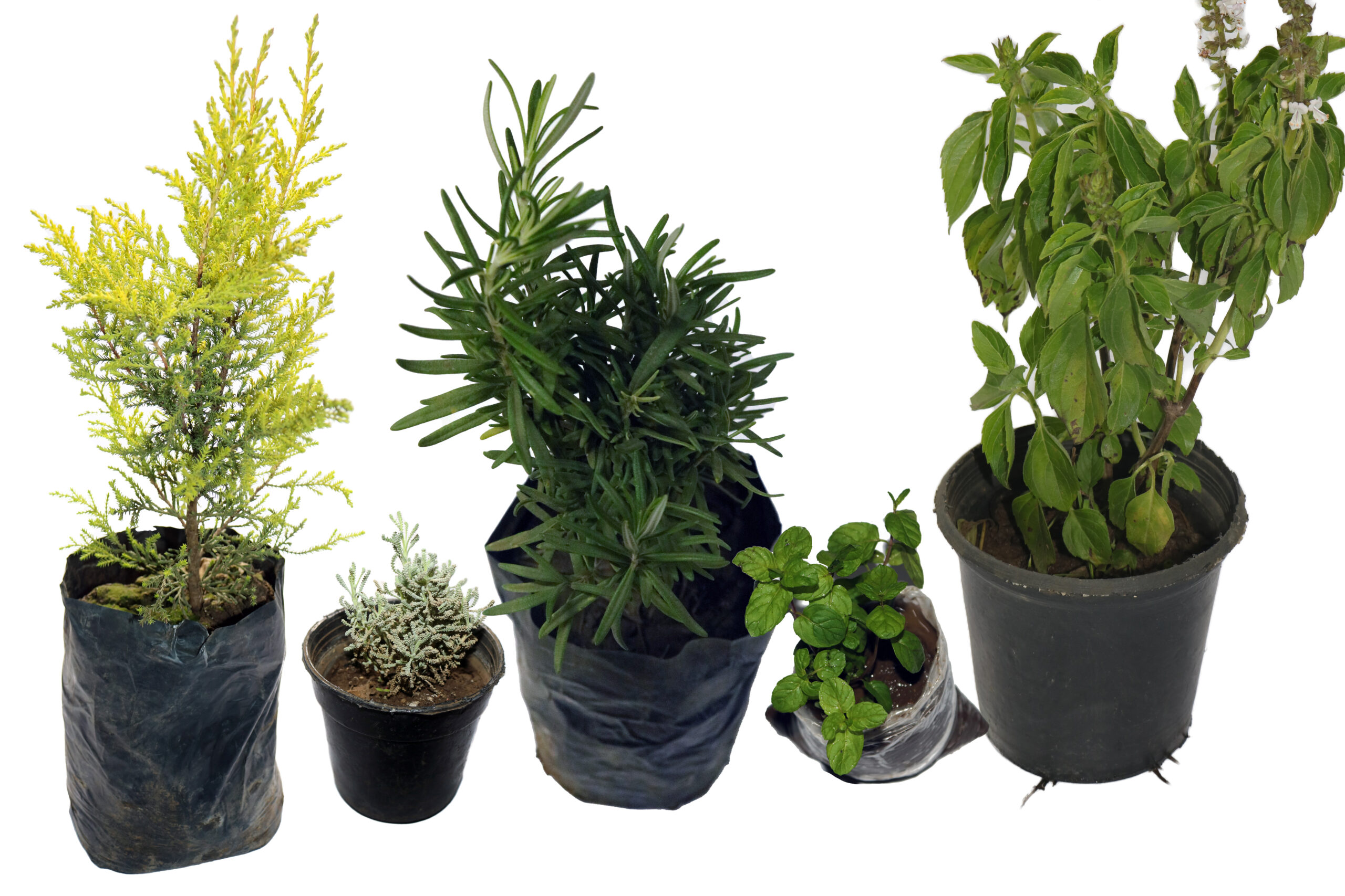 مجموعة 5 نباتات طاردة للحشرات والزواحف