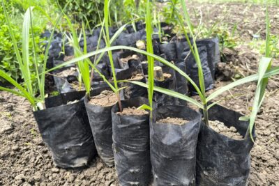 شتلات القصب من المالكي لاندسكيب