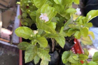 5 شتلات الفل - زهور بيضاء رائحة عطرية فواحة للزراعة في البلكونة والحديقة