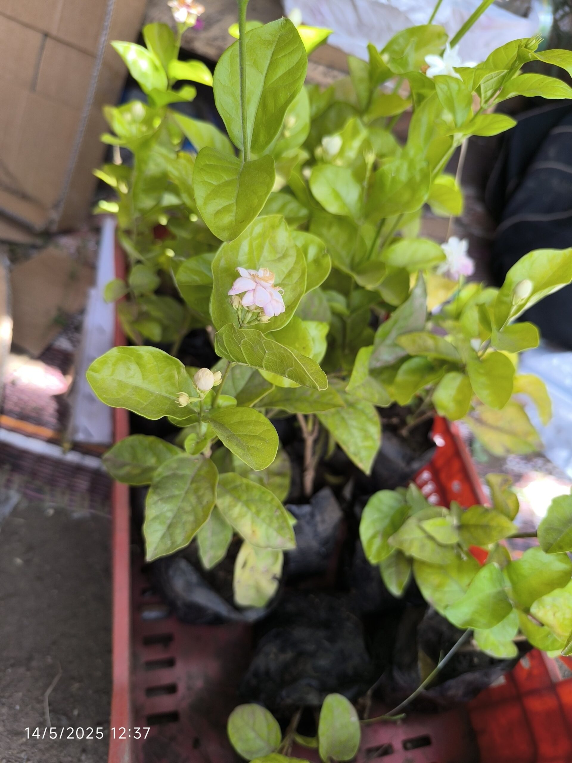 5 شتلات الفل - زهور بيضاء رائحة عطرية فواحة للزراعة في البلكونة والحديقة