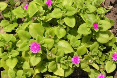 5 شتلات حي علم لفرش الارضيات والزراعة في البلكونة وتصميم مناظر لاندسكيب