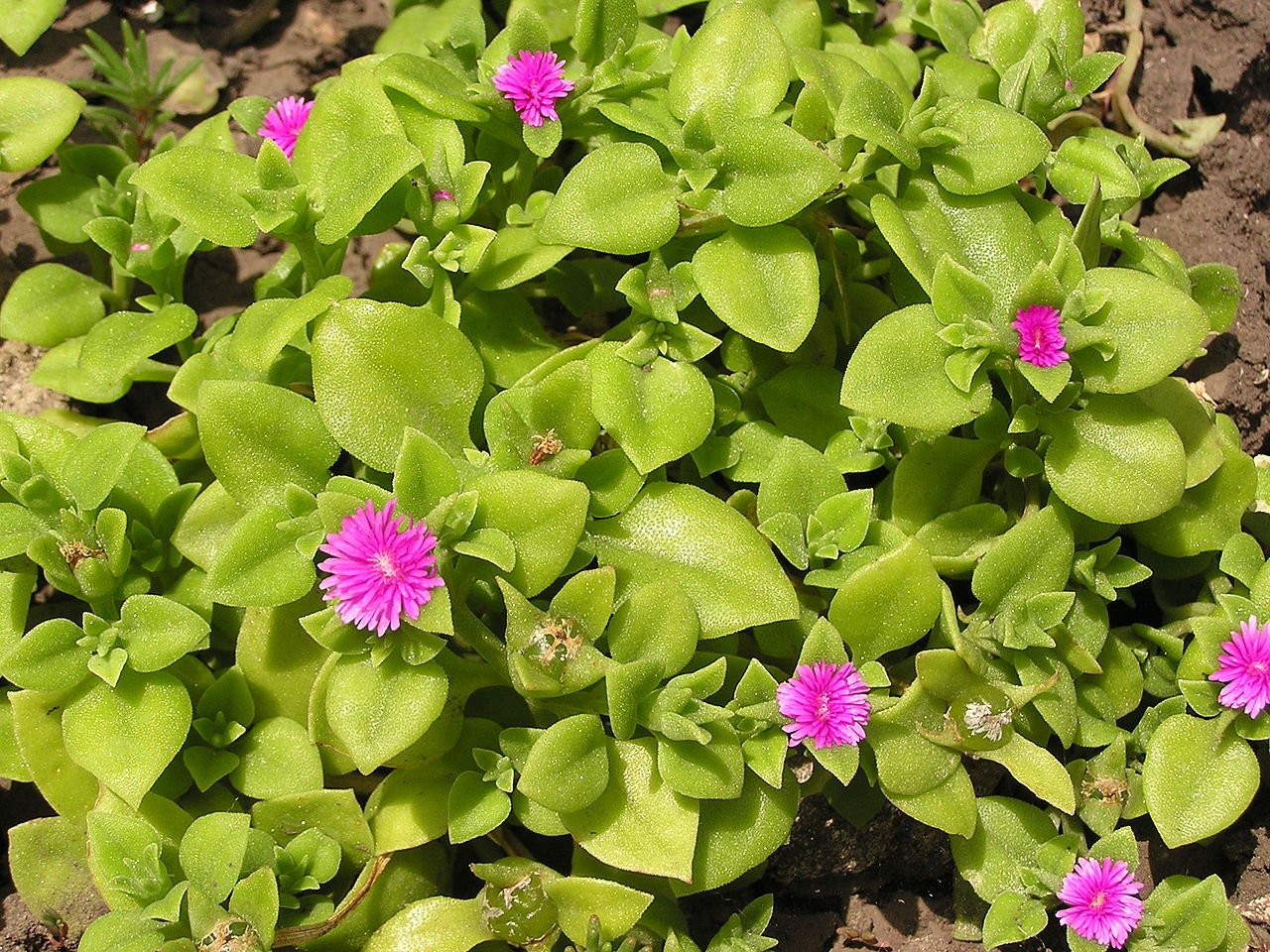 5 شتلات حي علم لفرش الارضيات والزراعة في البلكونة وتصميم مناظر لاندسكيب