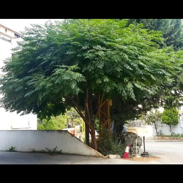 3 أشجار زنزالخت صغيرة للظل والأخشاب والزينة مناسبة للحدائق والبكونات - الصورة 2