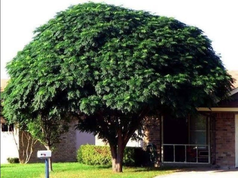 3 أشجار زنزالخت صغيرة للظل والأخشاب والزينة مناسبة للحدائق والبكونات - الصورة 3