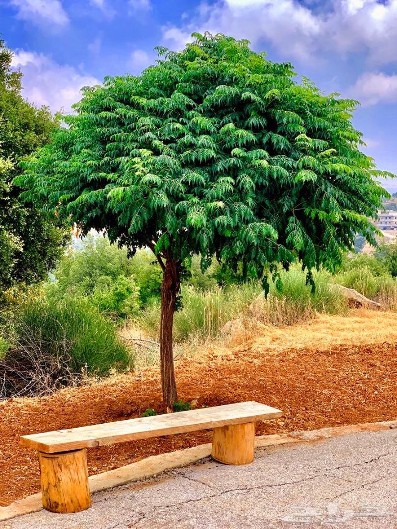 3 أشجار زنزالخت صغيرة للظل والأخشاب والزينة مناسبة للحدائق والبكونات - الصورة 4