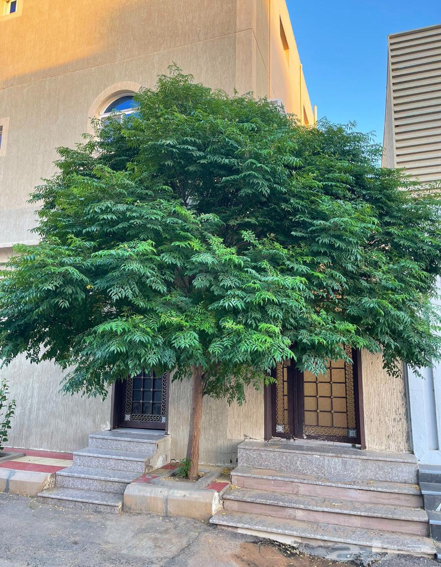 3 أشجار زنزالخت صغيرة للظل والأخشاب والزينة مناسبة للحدائق والبكونات