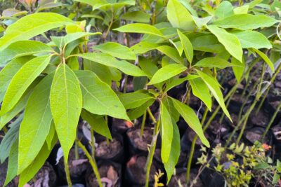 شجرة افوكادو مطعمة للزراعة المنزلية في البلكونات والحدائق