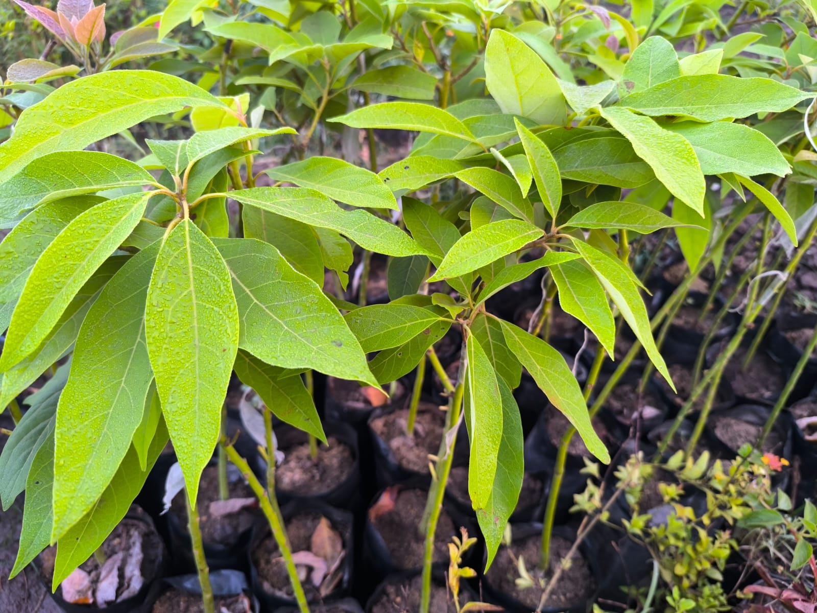 شجرة افوكادو مطعمة للزراعة المنزلية في البلكونات والحدائق
