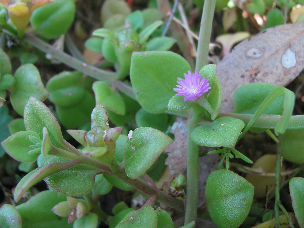 5 شتلات حي علم لفرش الارضيات والزراعة في البلكونة وتصميم مناظر لاندسكيب - الصورة 2