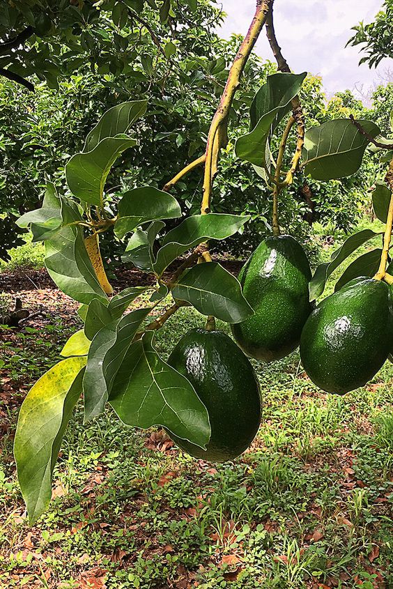 شجرة افوكادو مطعمة للزراعة المنزلية في البلكونات والحدائق - الصورة 8
