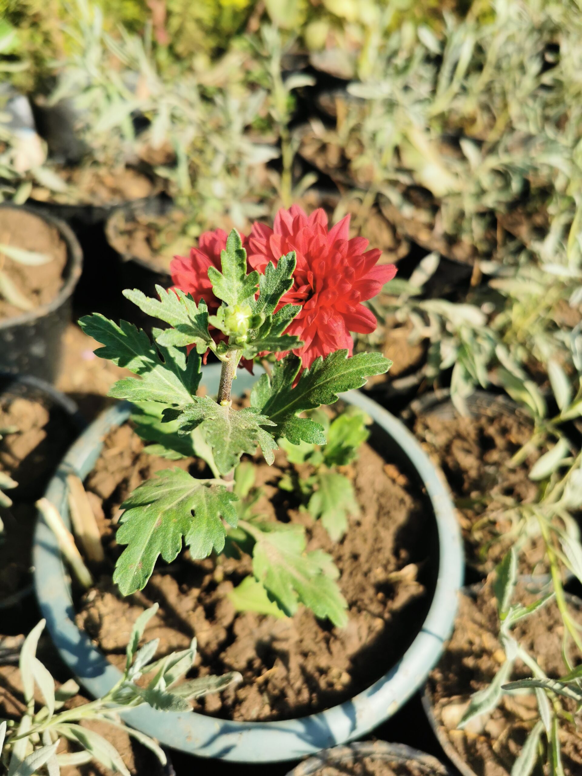 2 نبات زهورالأرولا وتسمى الأقحوان أو الكريزنتيم - الصورة 2