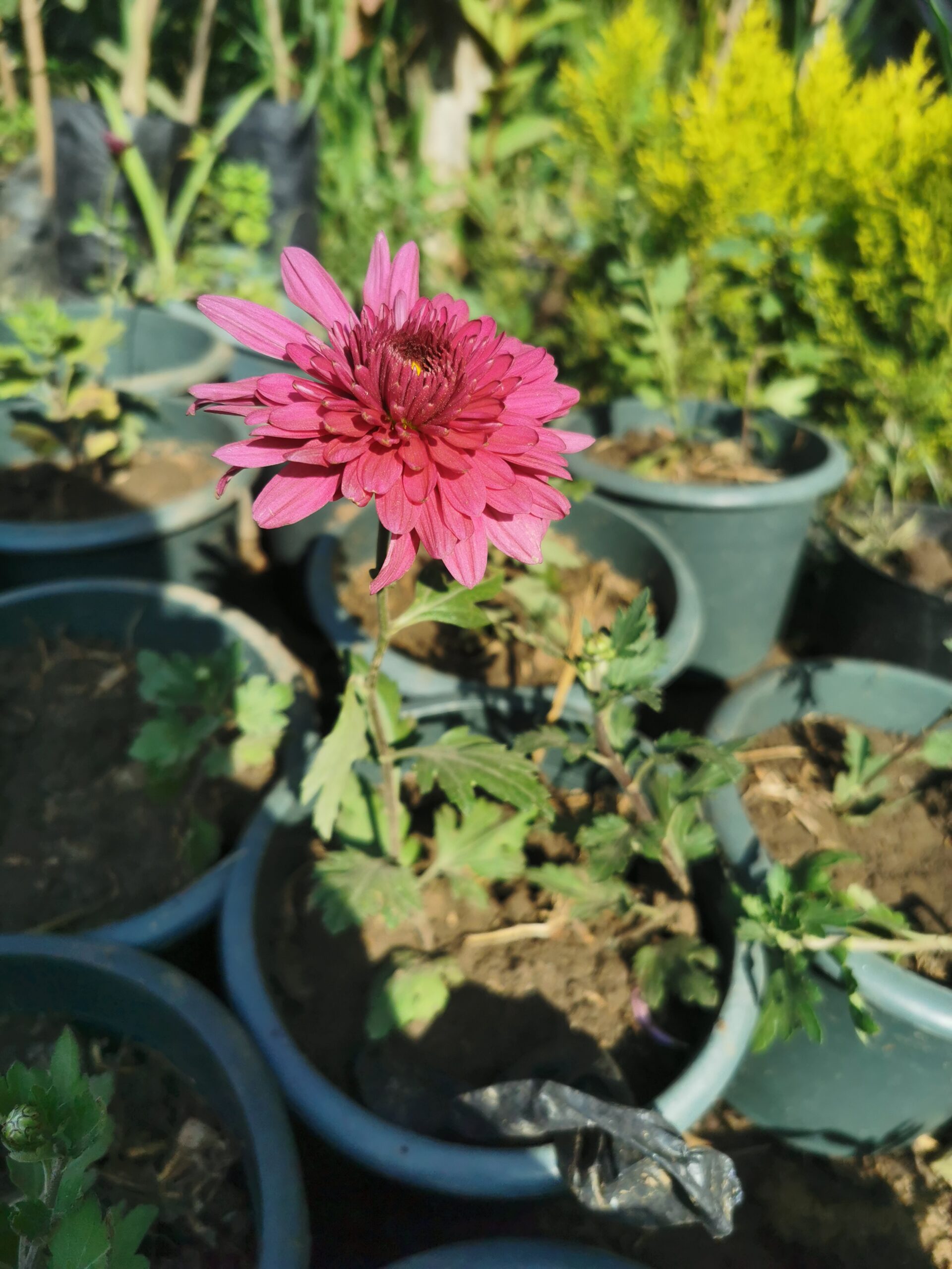 2 نبات زهورالأرولا وتسمى الأقحوان أو الكريزنتيم - الصورة 3