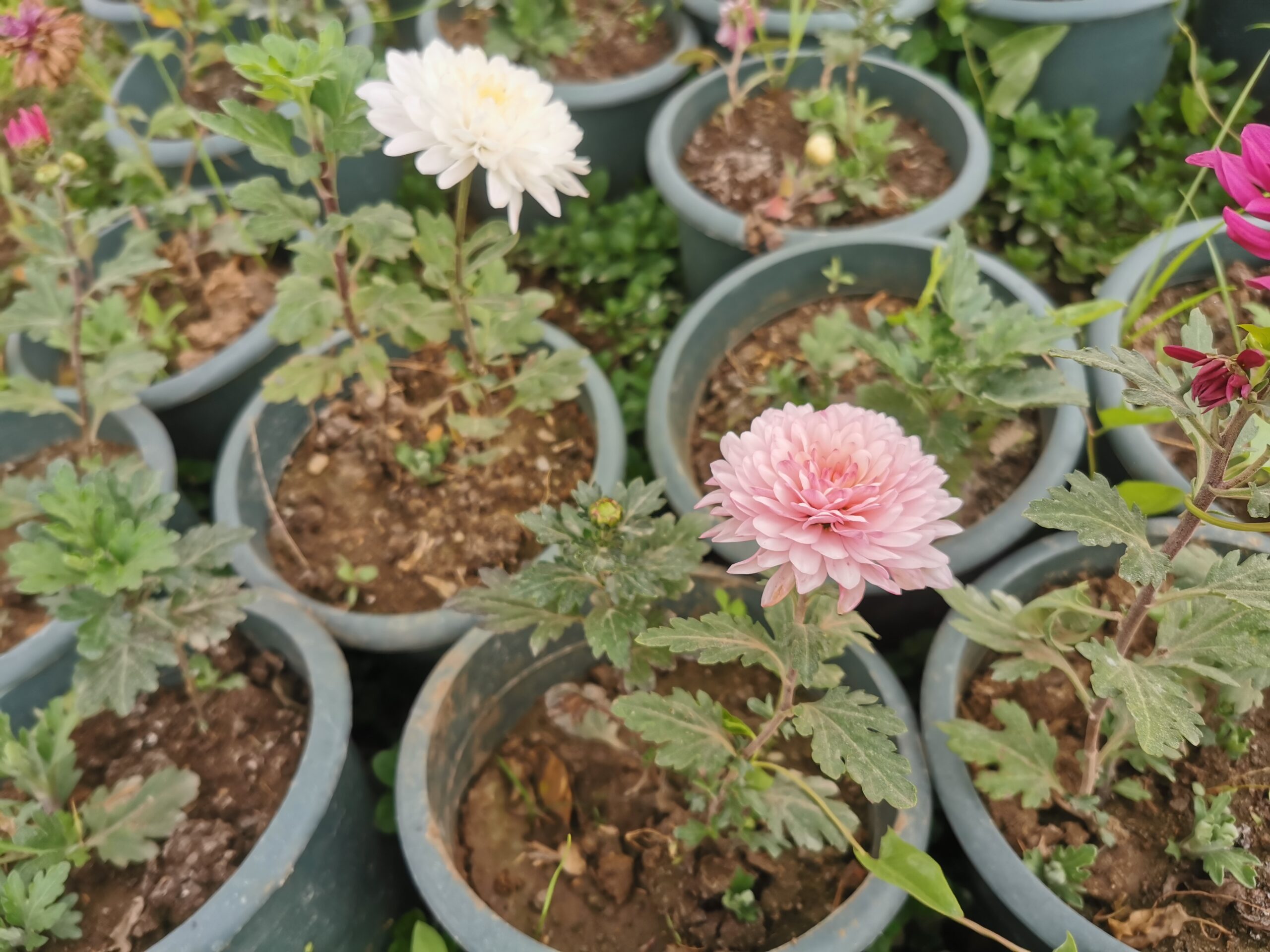 2 نبات زهورالأرولا وتسمى الأقحوان أو الكريزنتيم - الصورة 4