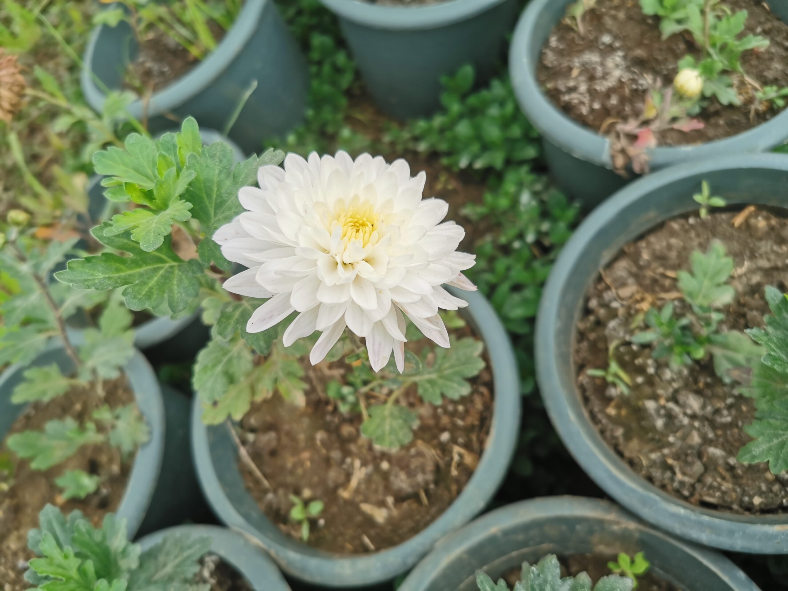 2 نبات زهورالأرولا وتسمى الأقحوان أو الكريزنتيم - الصورة 5