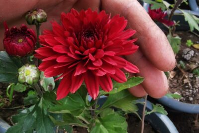 2 نبات زهورالأرولا وتسمى الأقحوان أو الكريزنتيم