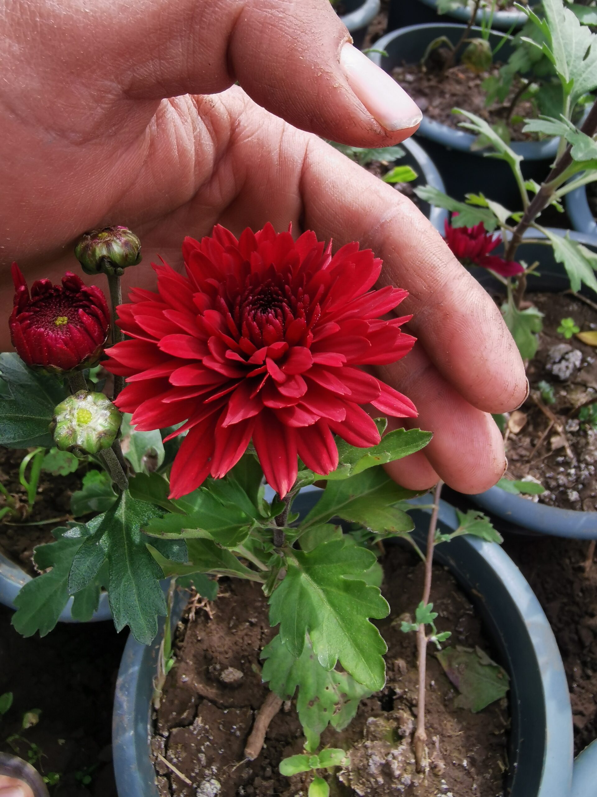 2 نبات زهورالأرولا وتسمى الأقحوان أو الكريزنتيم