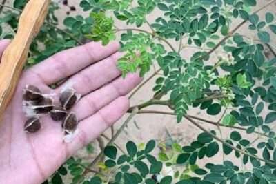 بذور شجرة المعجزة المورينجا أولفيرا 30 بذرة