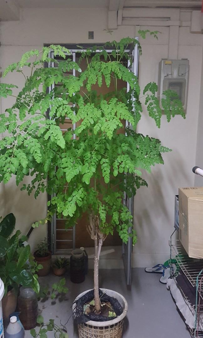 بذور شجرة المعجزة المورينجا أولفيرا 30 بذرة - الصورة 7