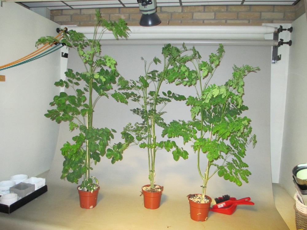 بذور شجرة المعجزة المورينجا أولفيرا 30 بذرة - الصورة 8