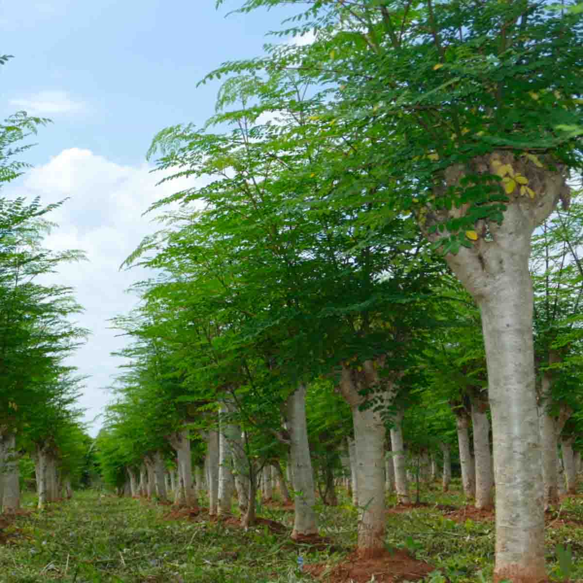 بذور شجرة المعجزة المورينجا أولفيرا 30 بذرة - الصورة 9