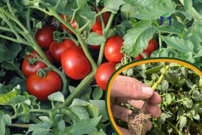 20 شتلة طماطم للزراعة المنزلية في اصيص أو في الحديقة