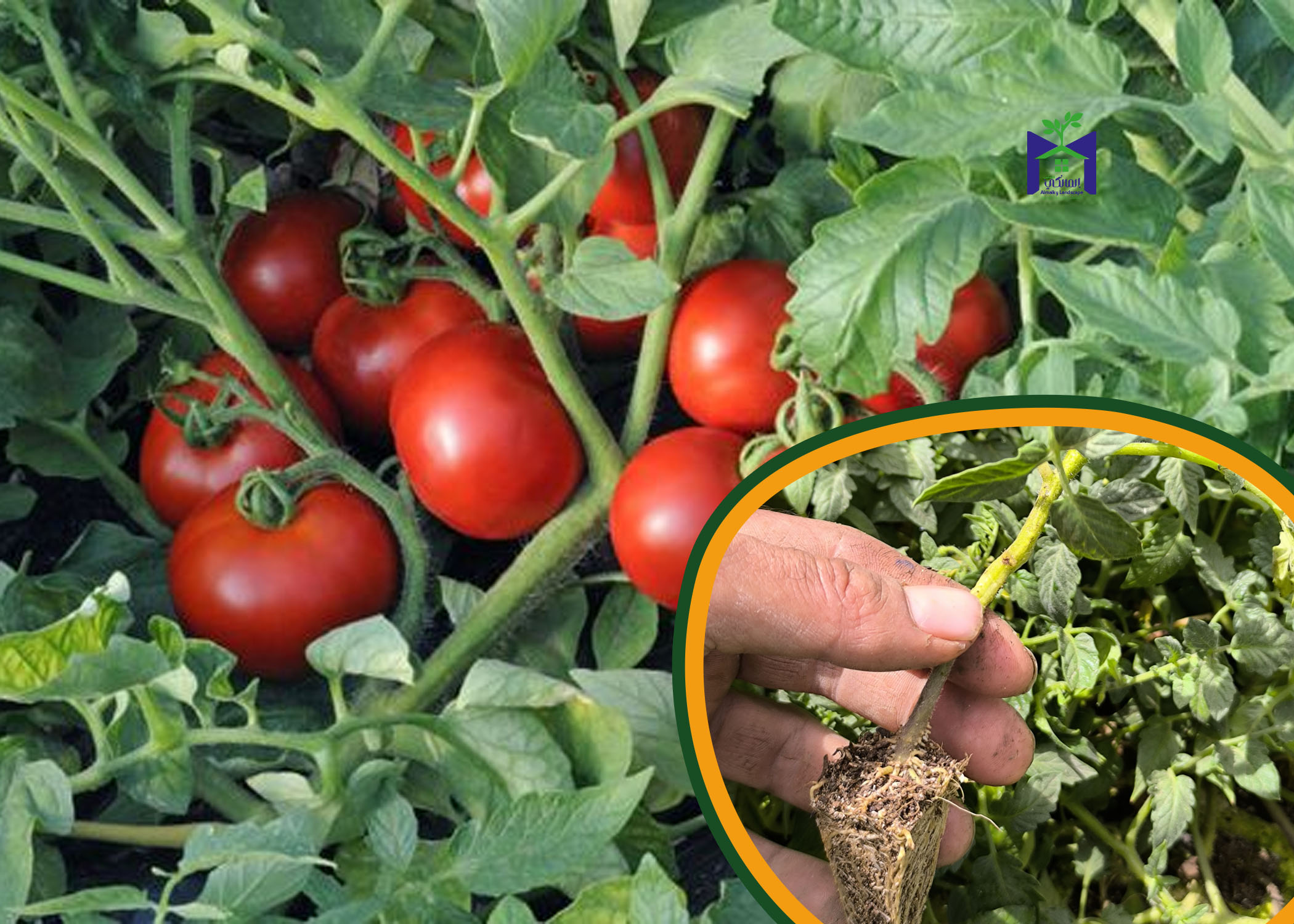 20 شتلة طماطم للزراعة المنزلية في اصيص أو في الحديقة