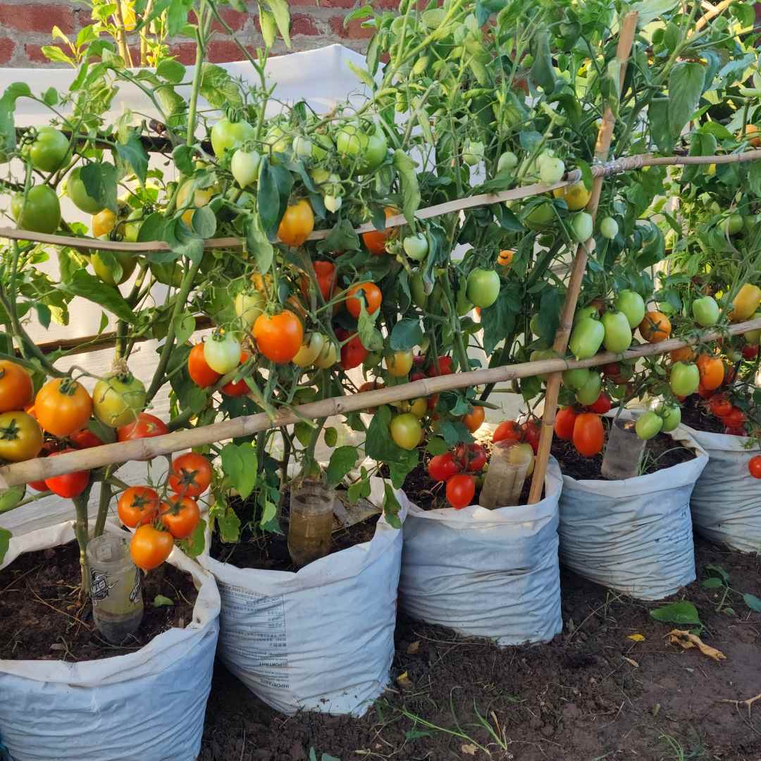 20 شتلة طماطم للزراعة المنزلية في اصيص أو في الحديقة - الصورة 3