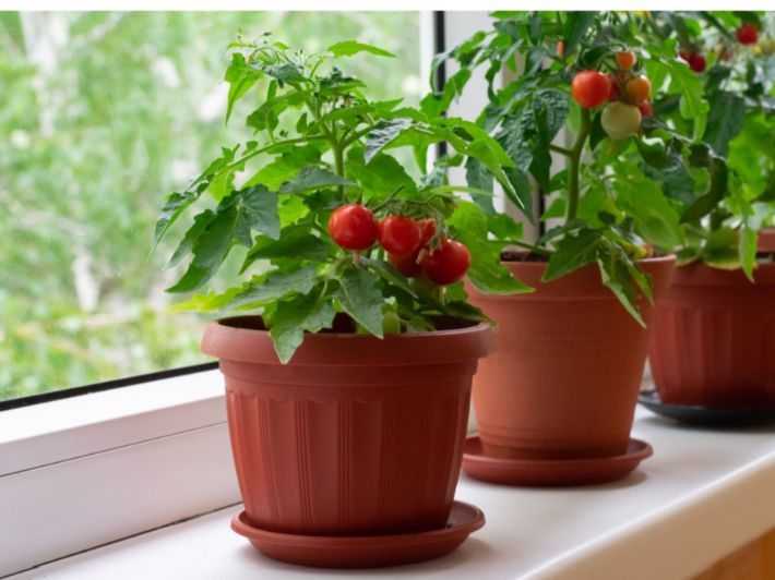 20 شتلة طماطم للزراعة المنزلية في اصيص أو في الحديقة - الصورة 5