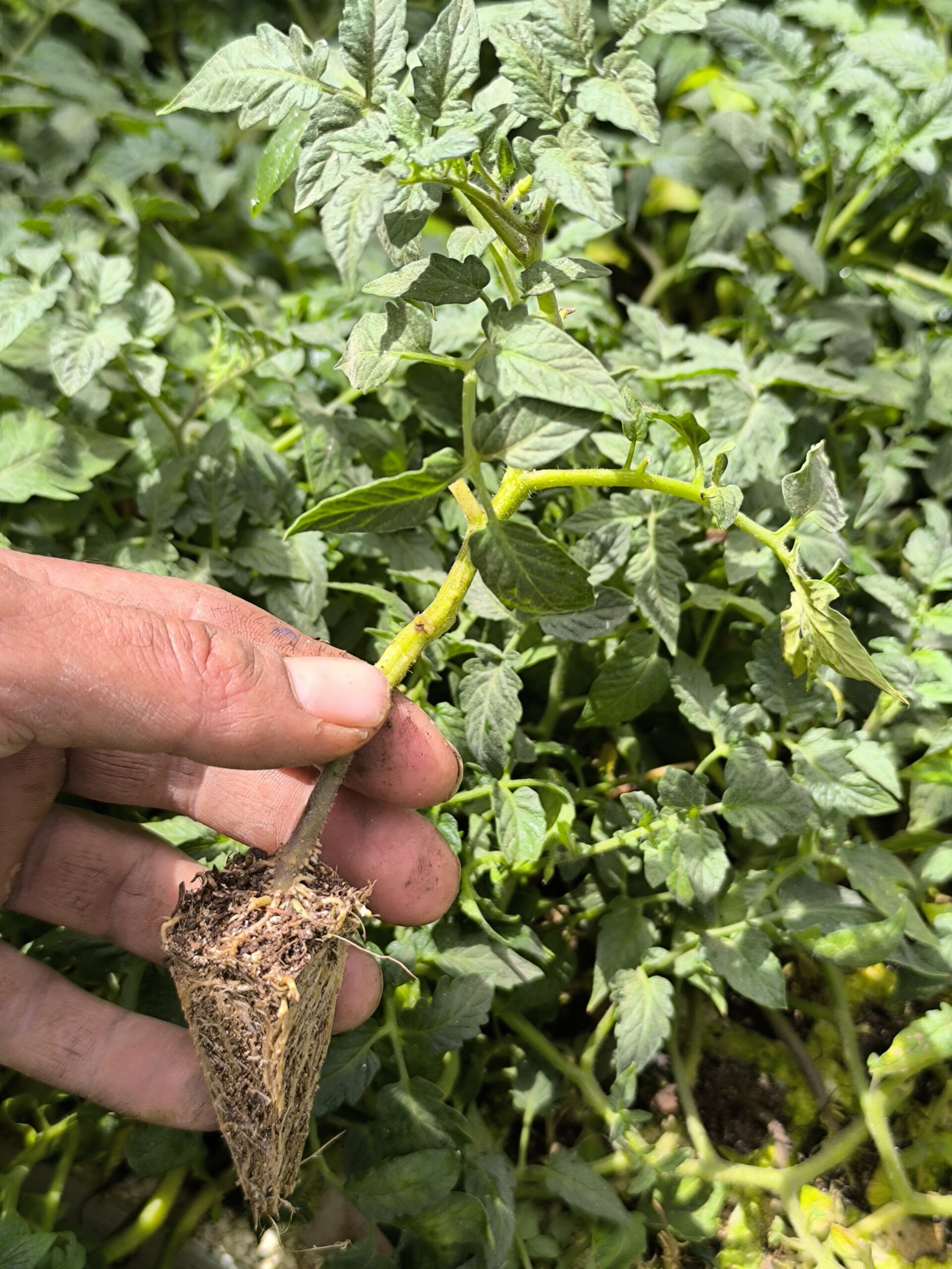 20 شتلة طماطم للزراعة المنزلية في اصيص أو في الحديقة - الصورة 10