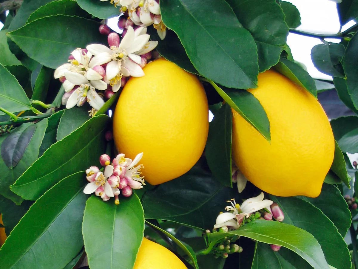 شجرة ليمون Lemon Adalia أضاليا مقزمة للزراعة في البلكونات والحدائق وعلى أسطح المنازل - الصورة 9