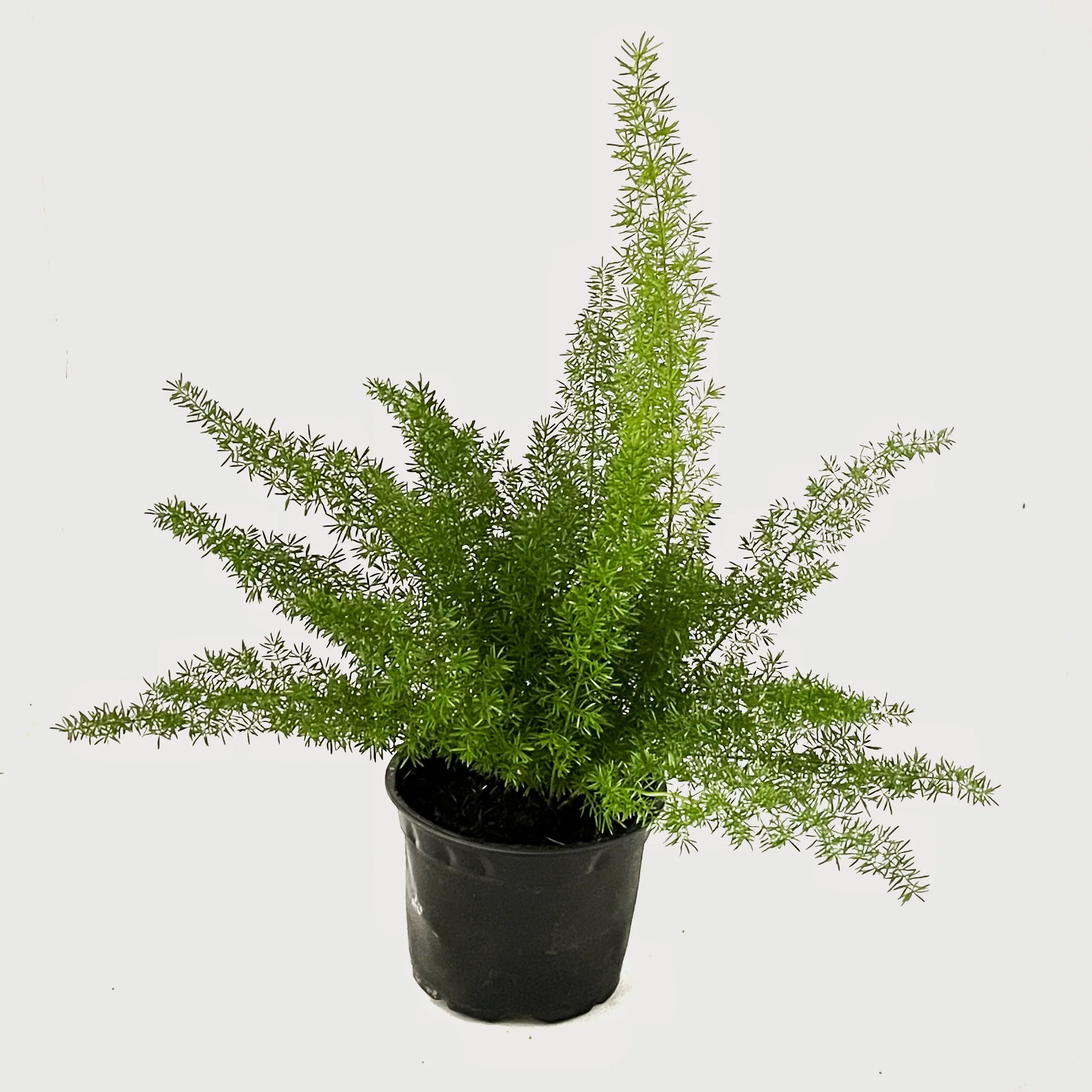 3 شتلات اسبراجس ناعم للزراعة في البلكونة والحدائق وتصميم مناظر اللاندسكيب - الصورة 4