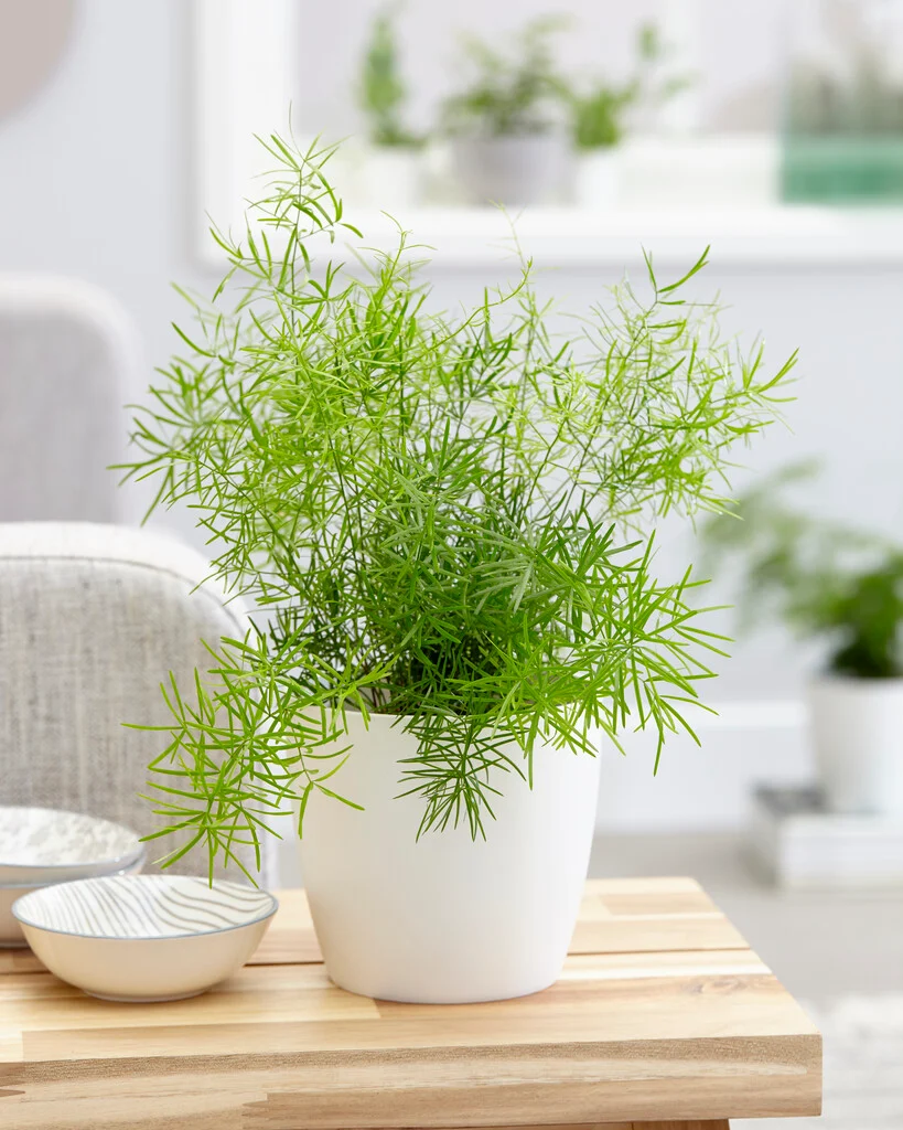 3 شتلات اسبراجس ناعم للزراعة في البلكونة والحدائق وتصميم مناظر اللاندسكيب - الصورة 6