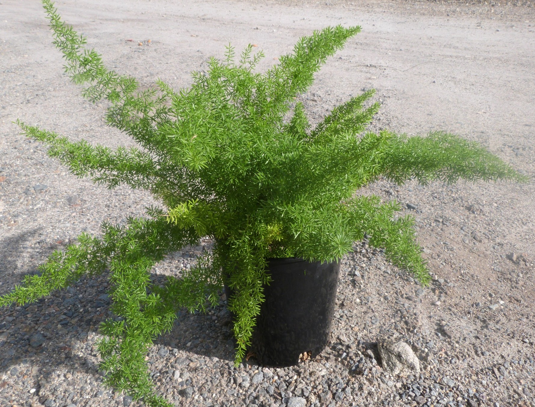 3 شتلات اسبراجس ناعم للزراعة في البلكونة والحدائق وتصميم مناظر اللاندسكيب - الصورة 7