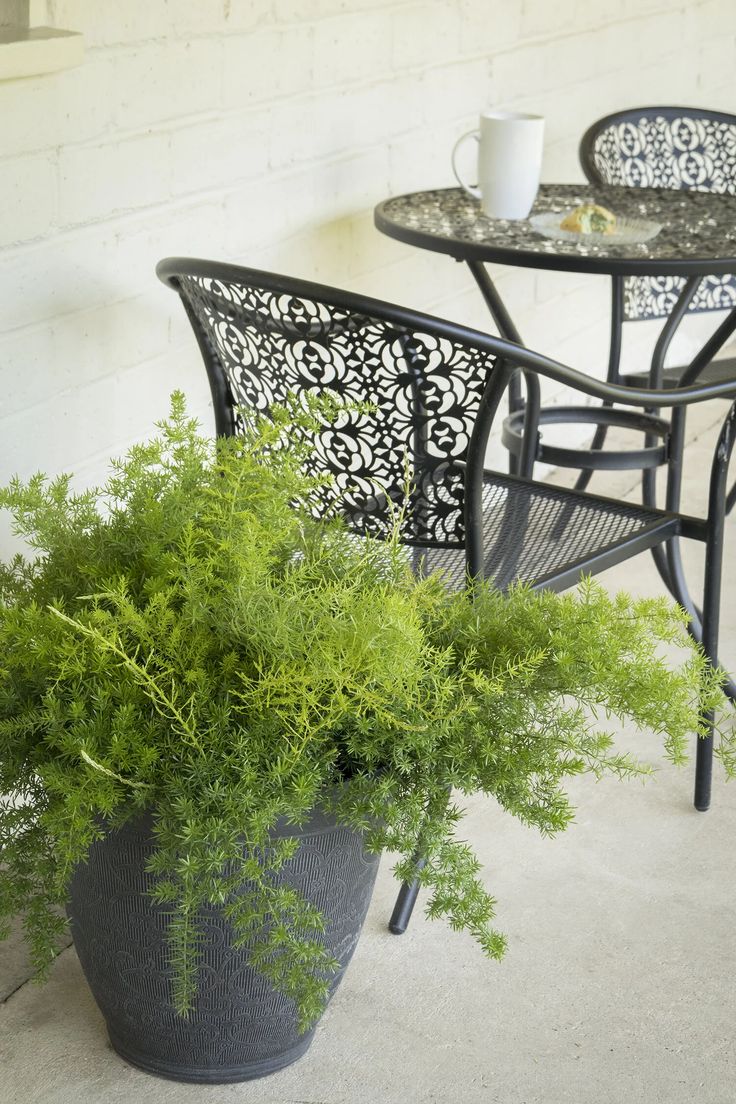 3 شتلات اسبراجس ناعم للزراعة في البلكونة والحدائق وتصميم مناظر اللاندسكيب - الصورة 8