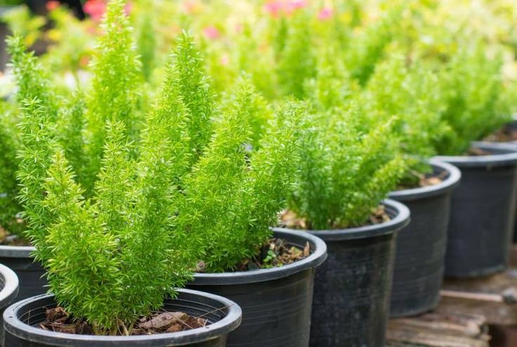 3 شتلات اسبراجس ناعم للزراعة في البلكونة والحدائق وتصميم مناظر اللاندسكيب