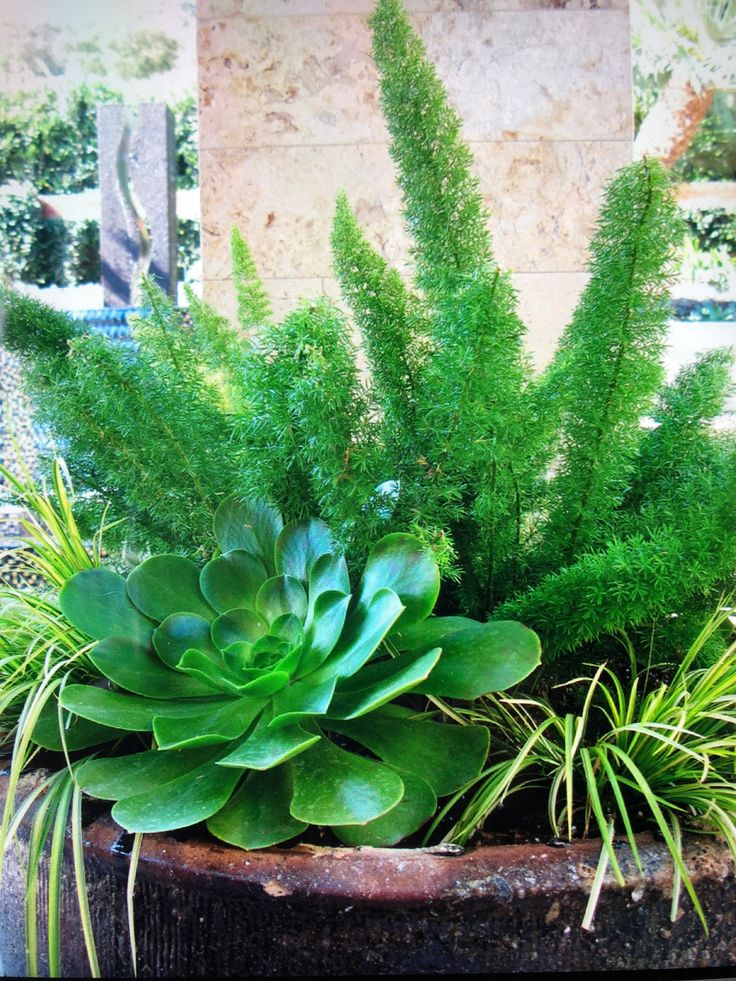 3 شتلات اسبراجس ناعم للزراعة في البلكونة والحدائق وتصميم مناظر اللاندسكيب - الصورة 12