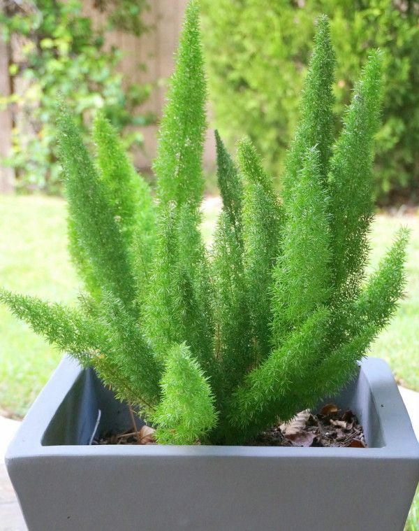 3 شتلات اسبراجس ناعم للزراعة في البلكونة والحدائق وتصميم مناظر اللاندسكيب - الصورة 13