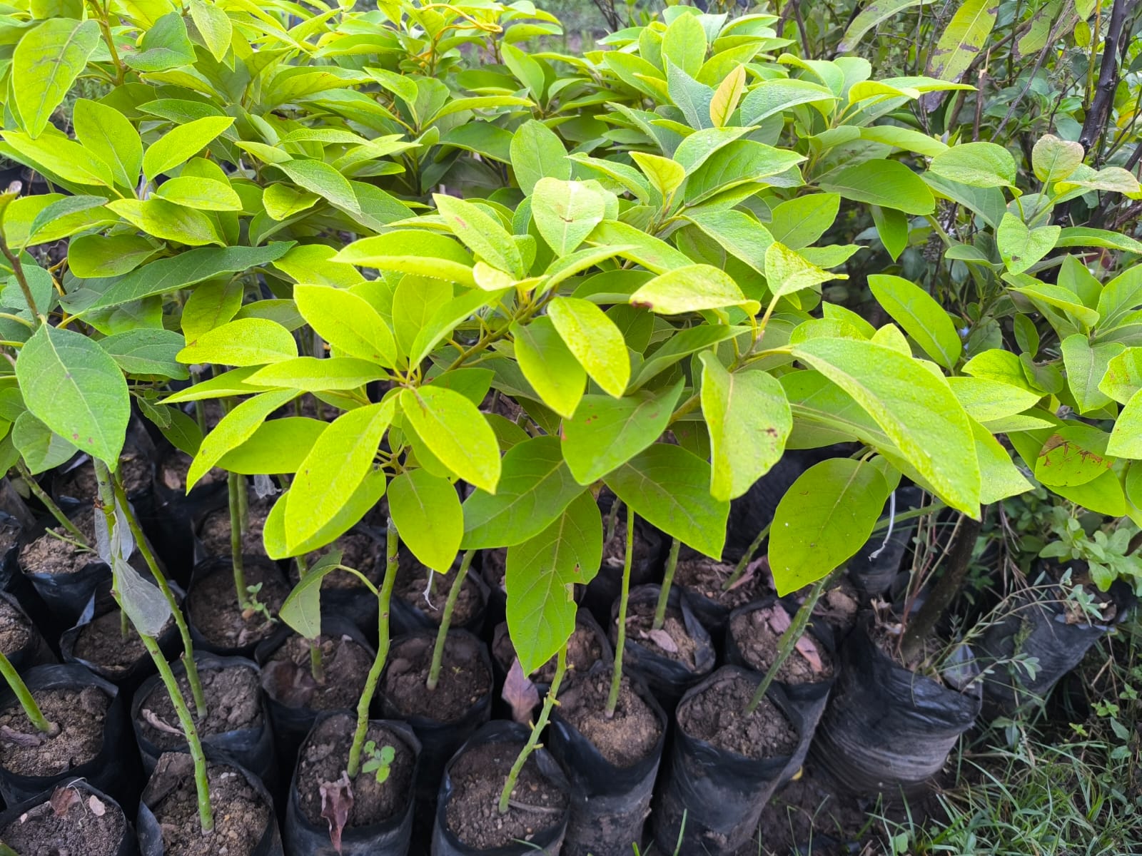 شجرة افوكادو مطعمة للزراعة المنزلية في البلكونات والحدائق - الصورة 5