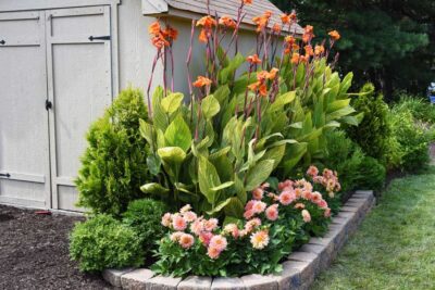 3 نبات الكنا الهندي للزراعة في البلكونات والحدائق