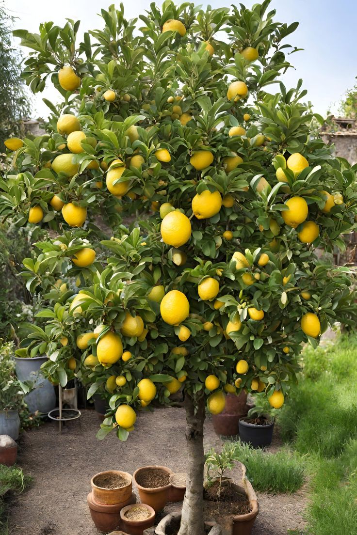 شجرة ليمون Lemon Adalia أضاليا مقزمة للزراعة في البلكونات والحدائق وعلى أسطح المنازل - الصورة 3